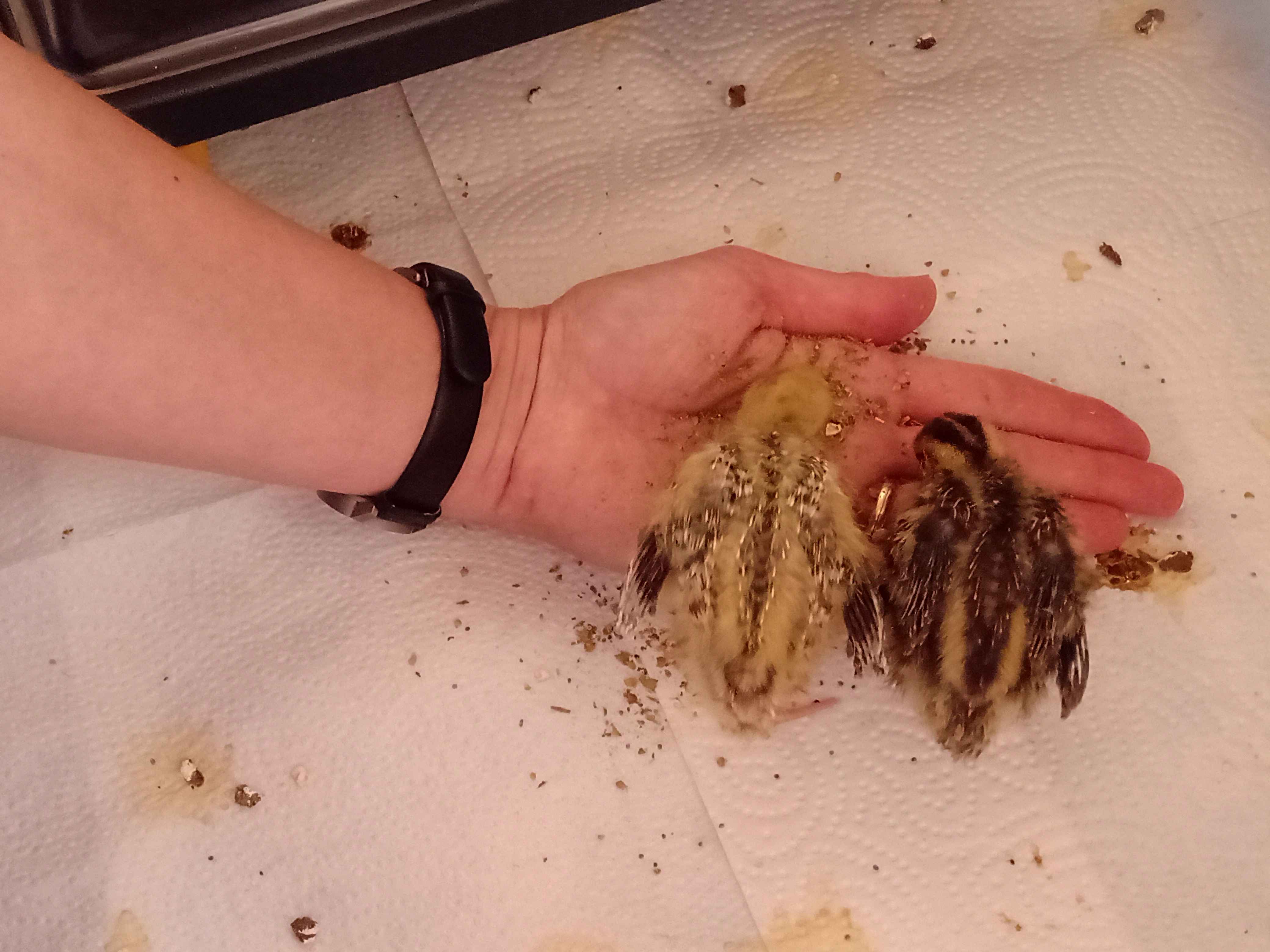 Die beiden fressen aus der Hand, sitzen sogar drauf.